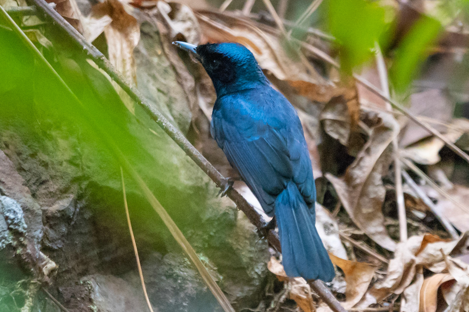 Shining Flycatcher, Florence Falls, Litchfield Park, NT