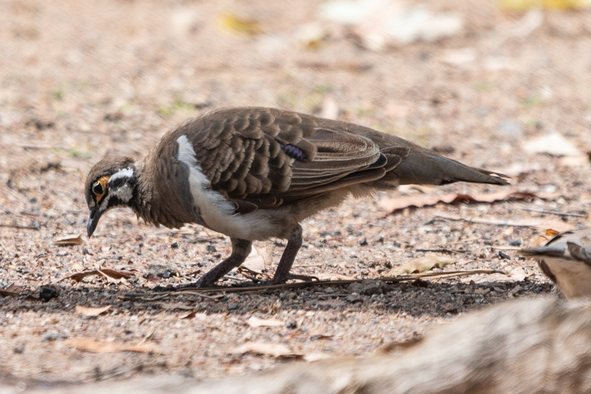 Squatter Pigeon, near Mareeba, Qld