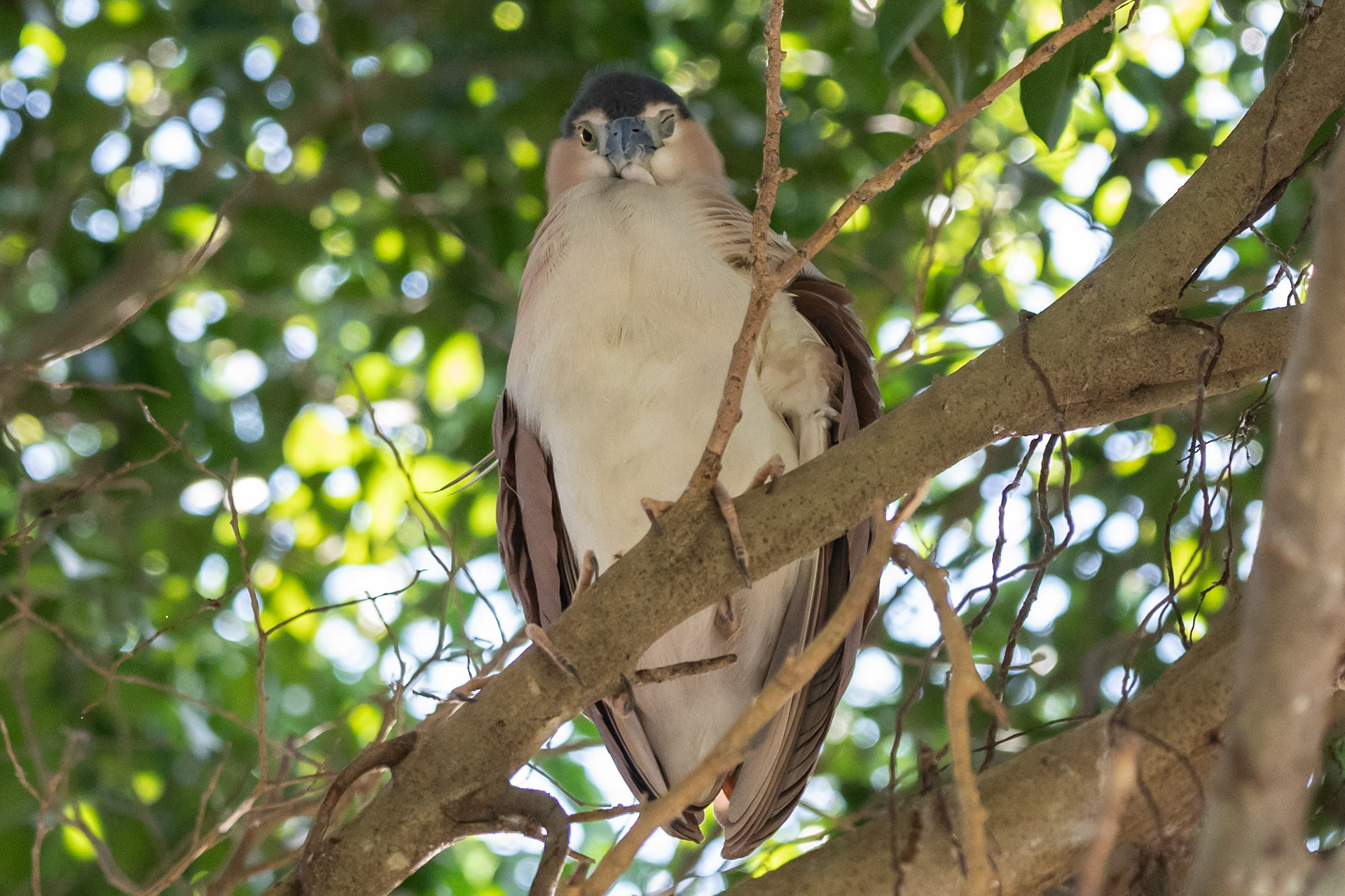 Nankeen Night Heron, Cairns, Qld