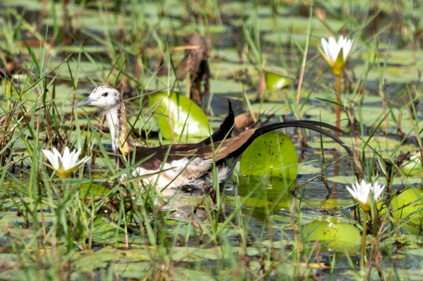 Pheasant-tailed Jacana, en route to Mahabalipuram