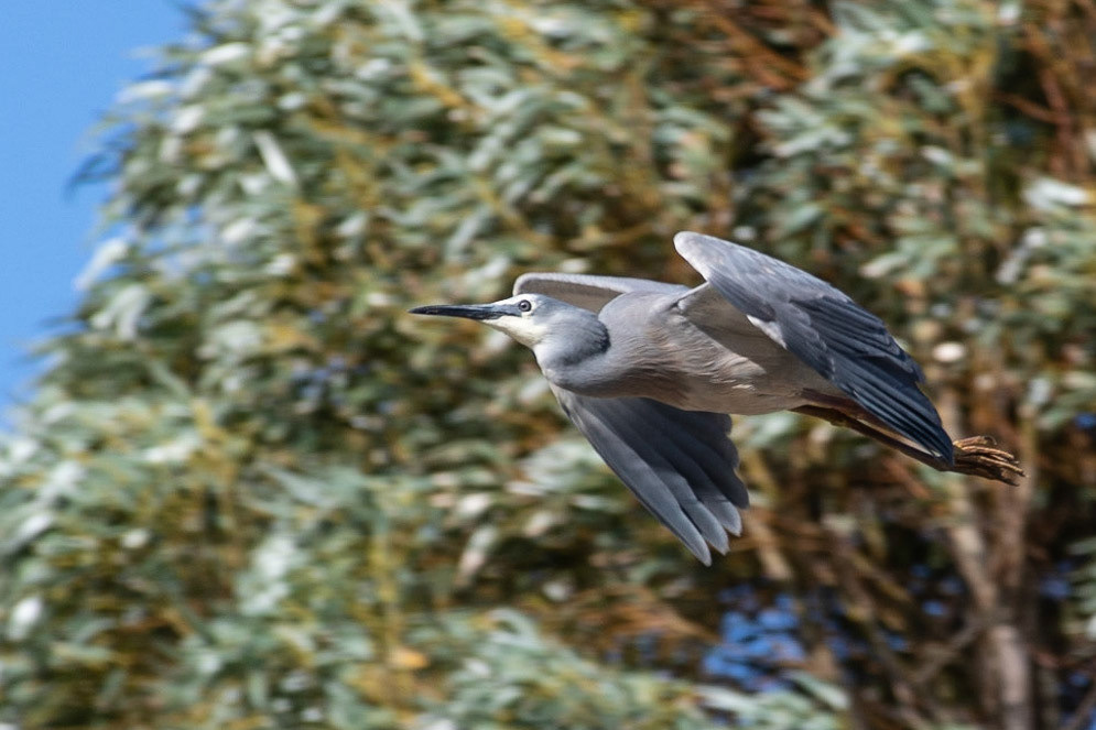 White-faced Heron, Mandurah, WA