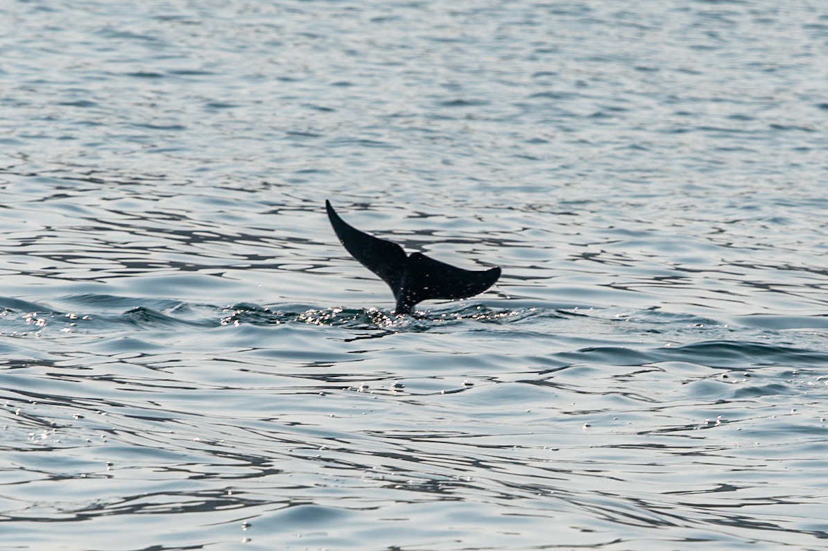 Dolphin, Fjords, Khasab