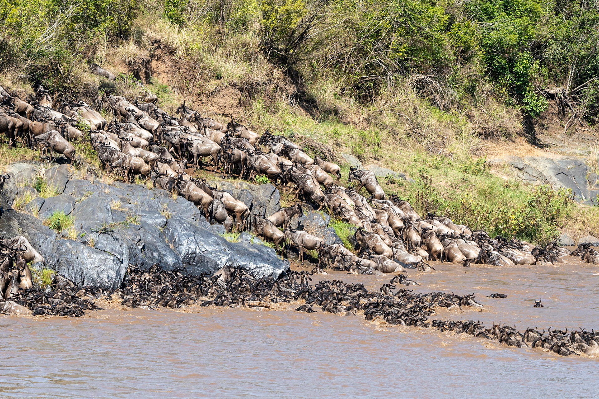Wildebeests crossing Mara River, Maasai Mara