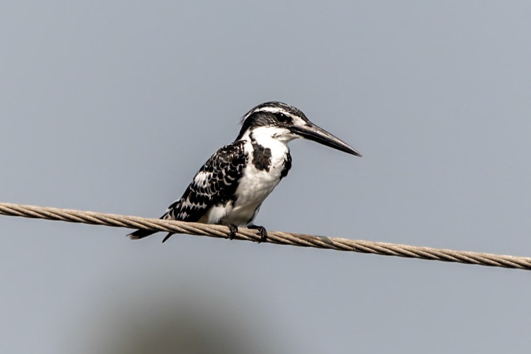 Pied Kingfisher, en route to Chennai