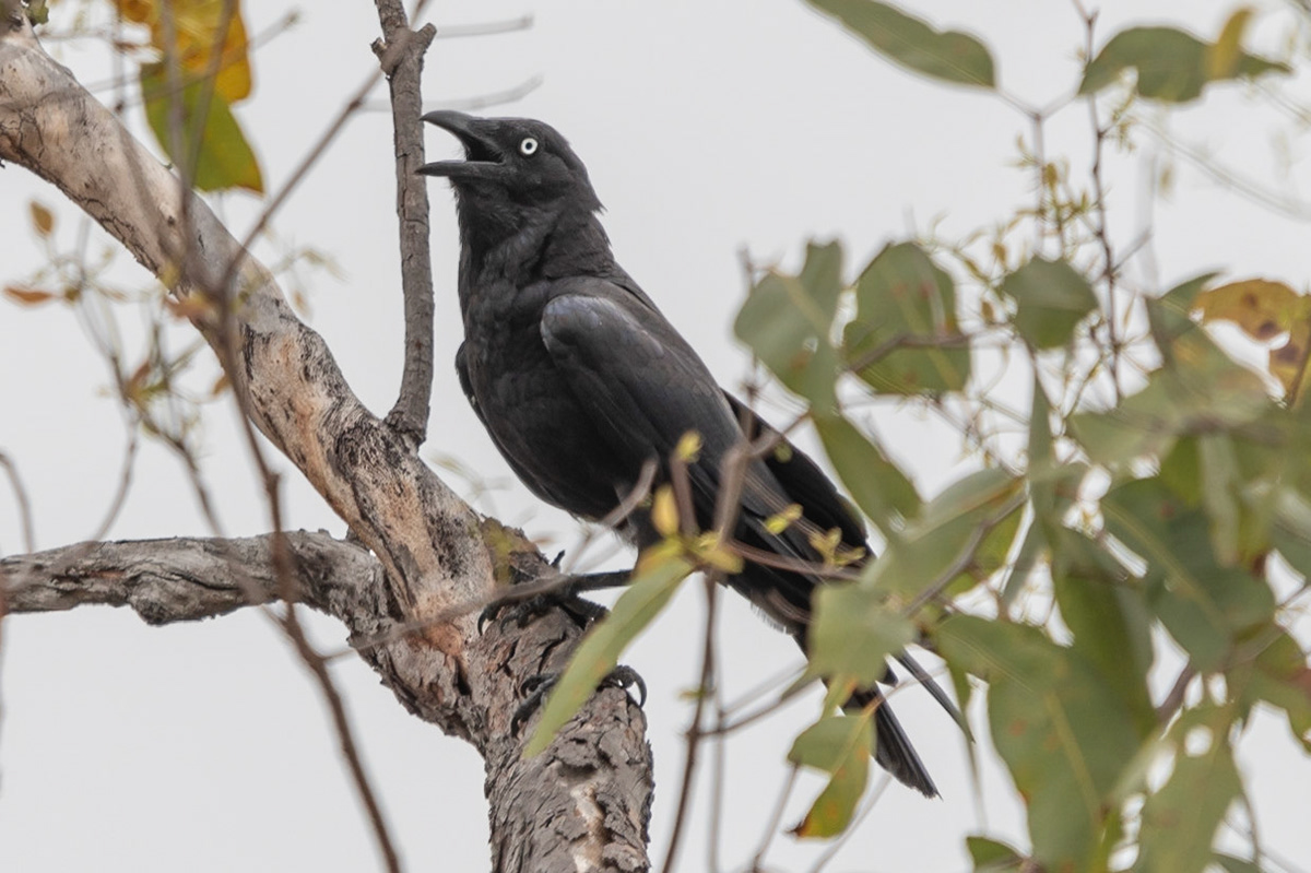 Crow, Litchfeld Park, NT