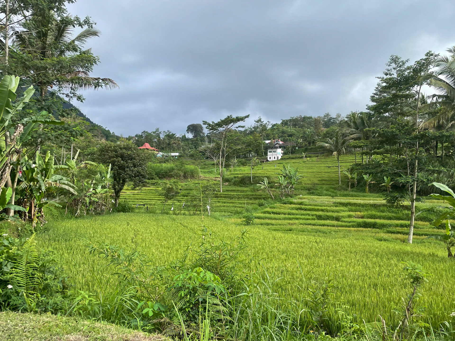 View over farms, Sukuh
