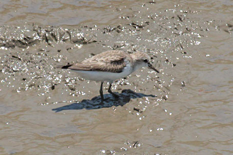 Great Knot, Cairns, Qld