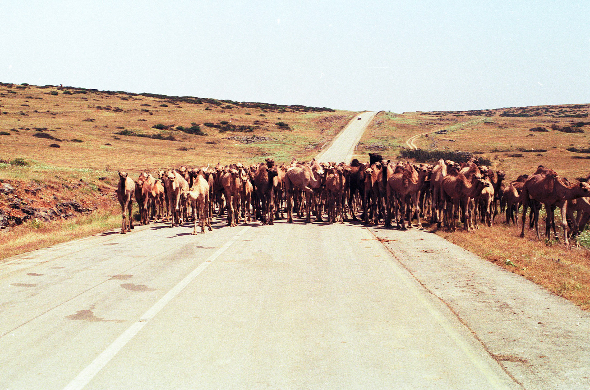 Camels on road, Salalah
