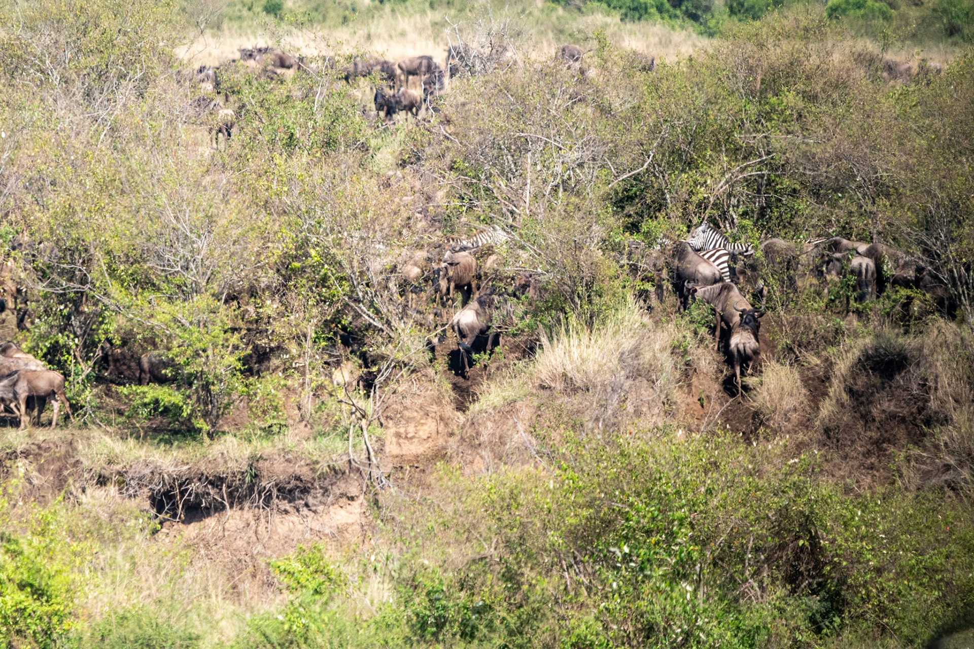 Wildebeests waiting to cross Mara River, Maasai Mara
