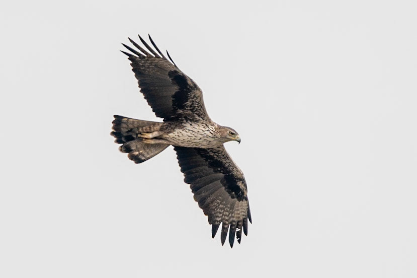 Bonelli's Eagle, Tawi Atair