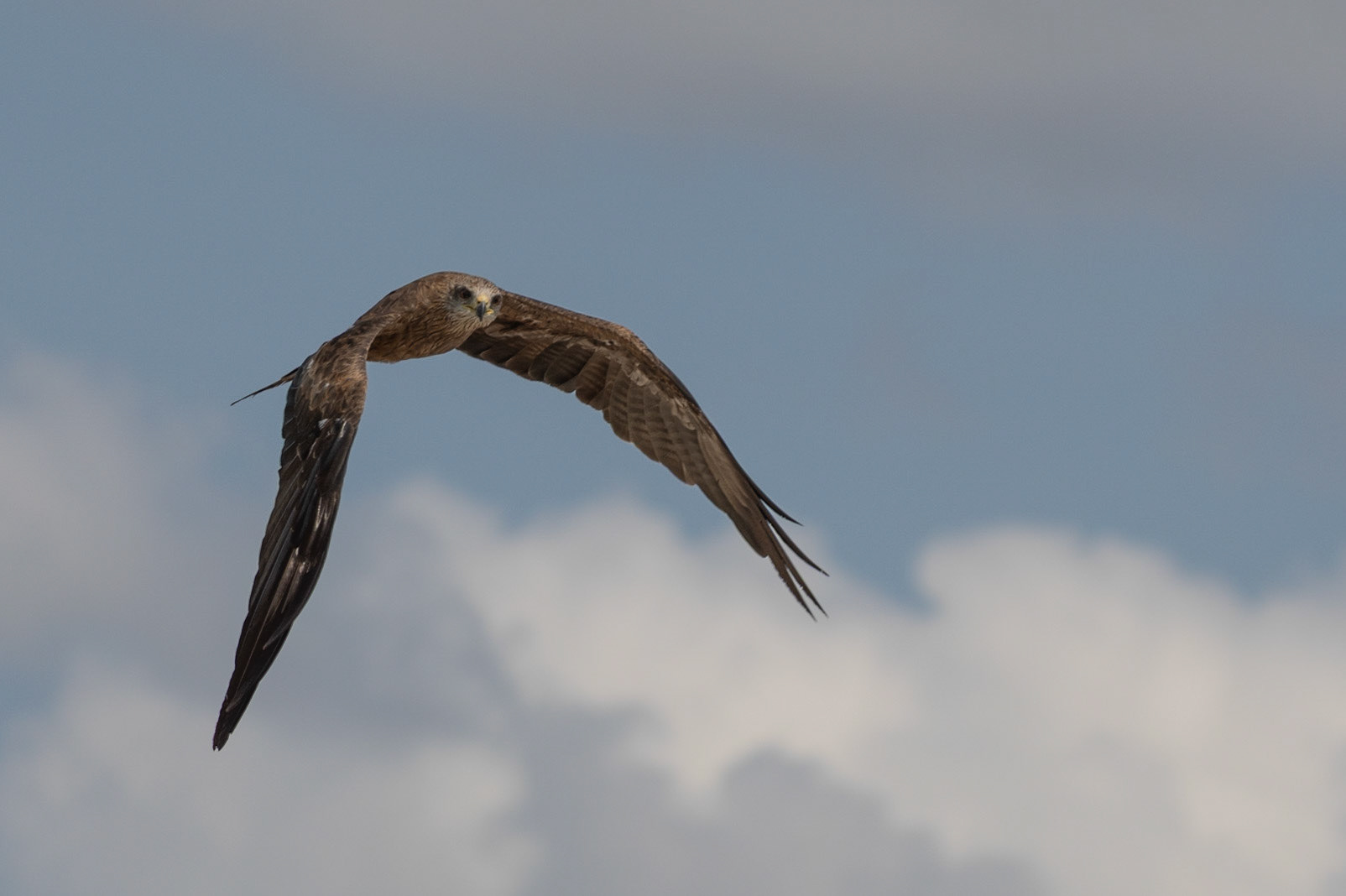 Black Kite, Adelaide River, Northern Territories, Australia