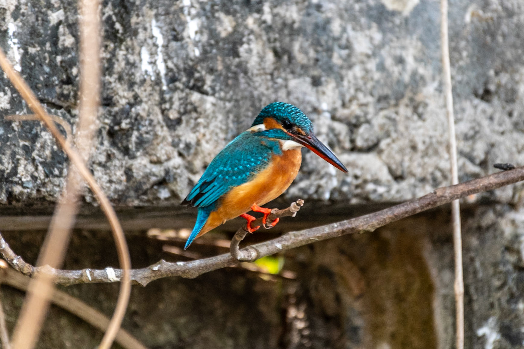Common Kingfisher, Backwaters, Kochi