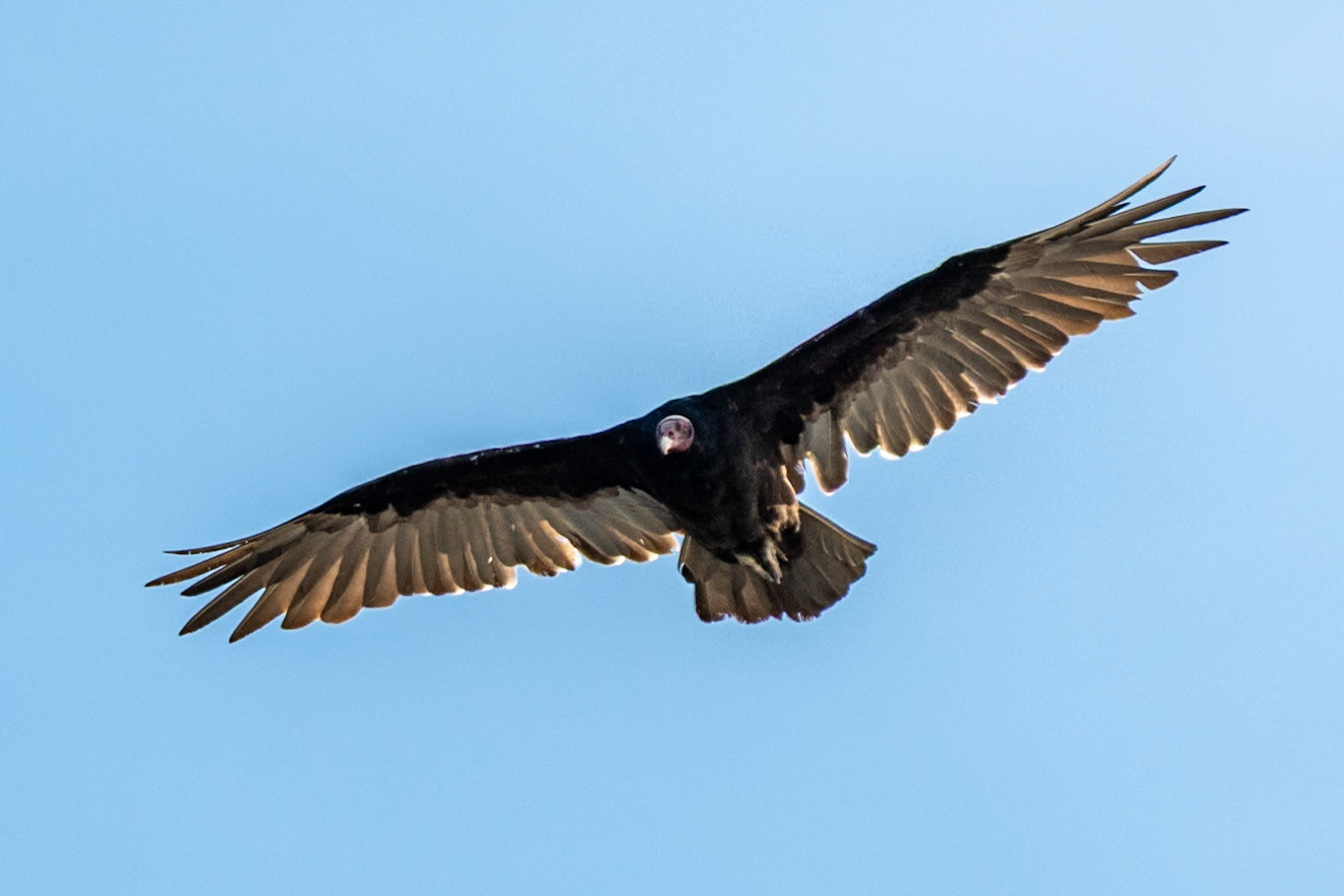 Turkey Vulture, Punta Piramides, Peninsula Valdes