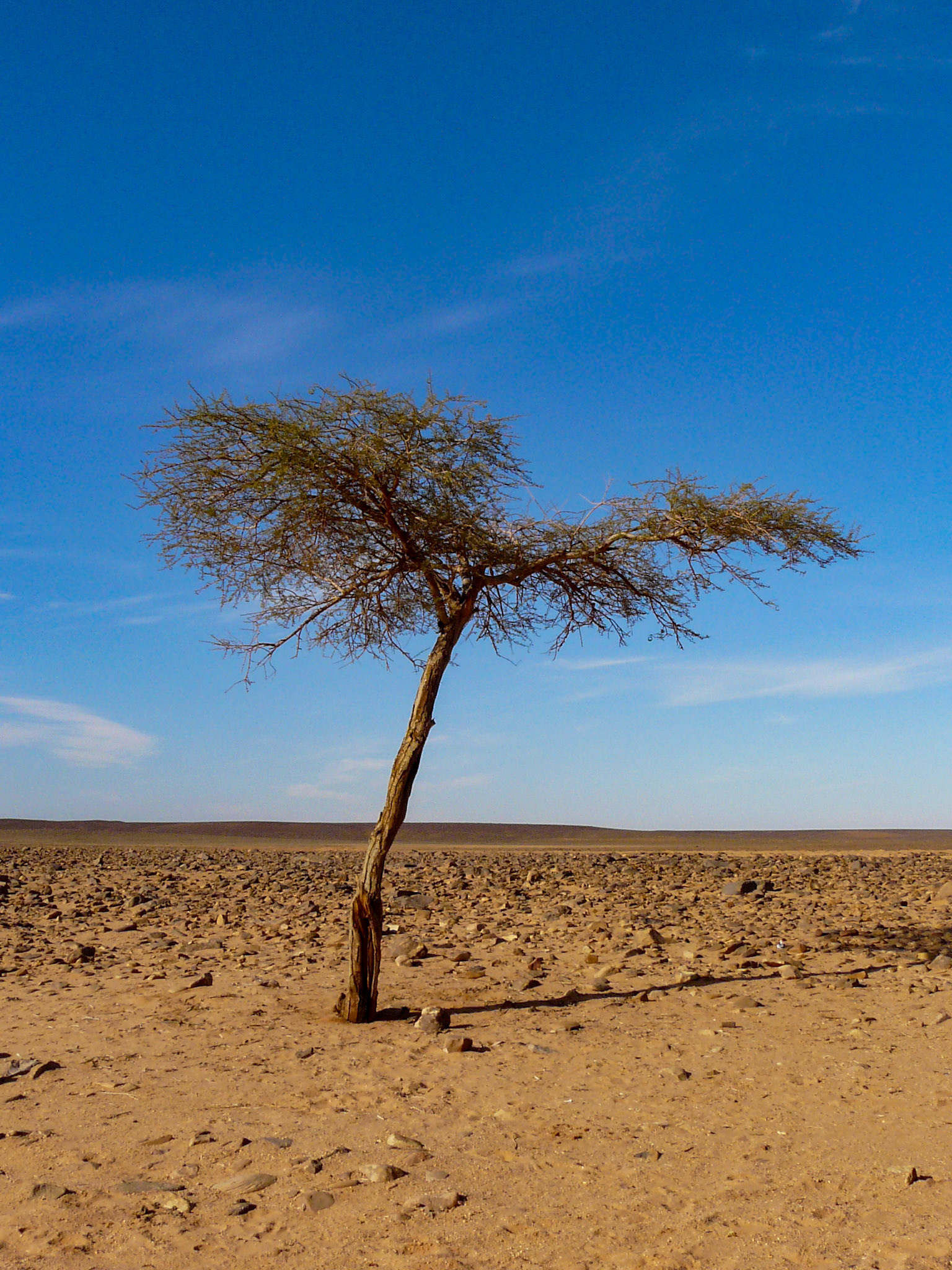 Lone Tree, Msak Settafet