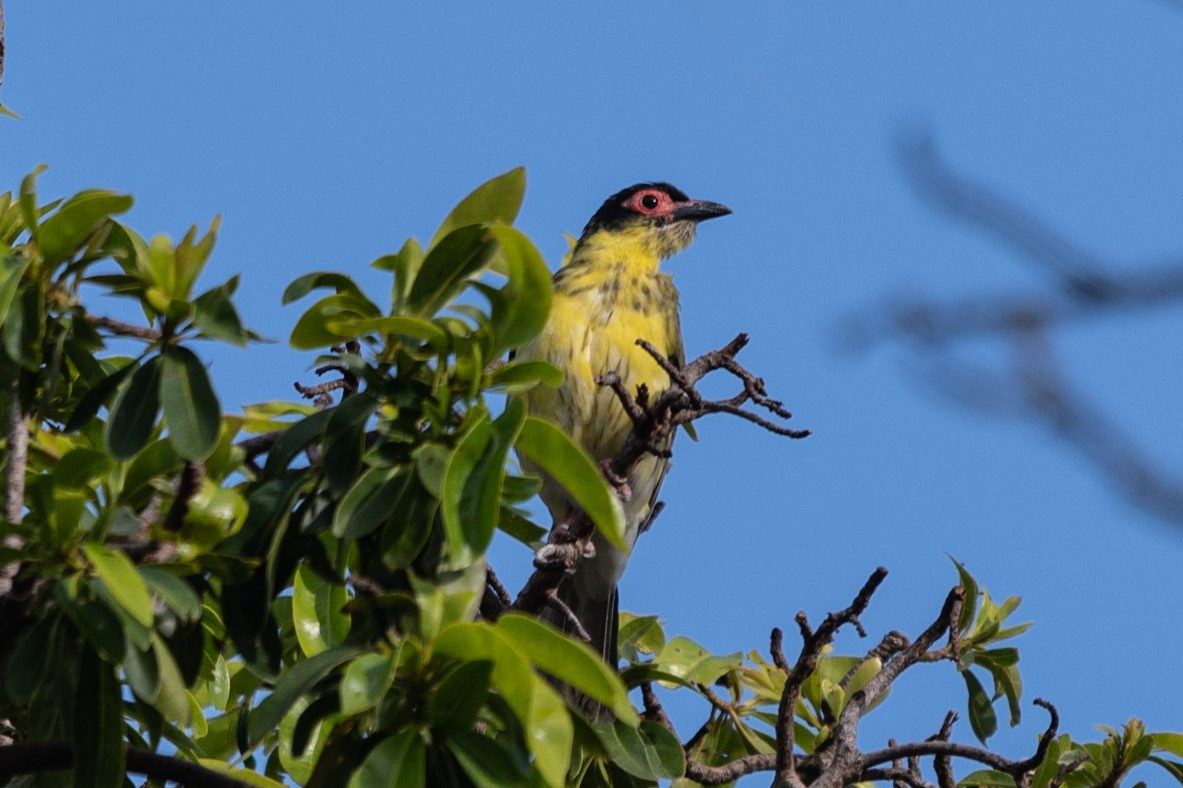 Australasian Figbird, Cairns, Qld