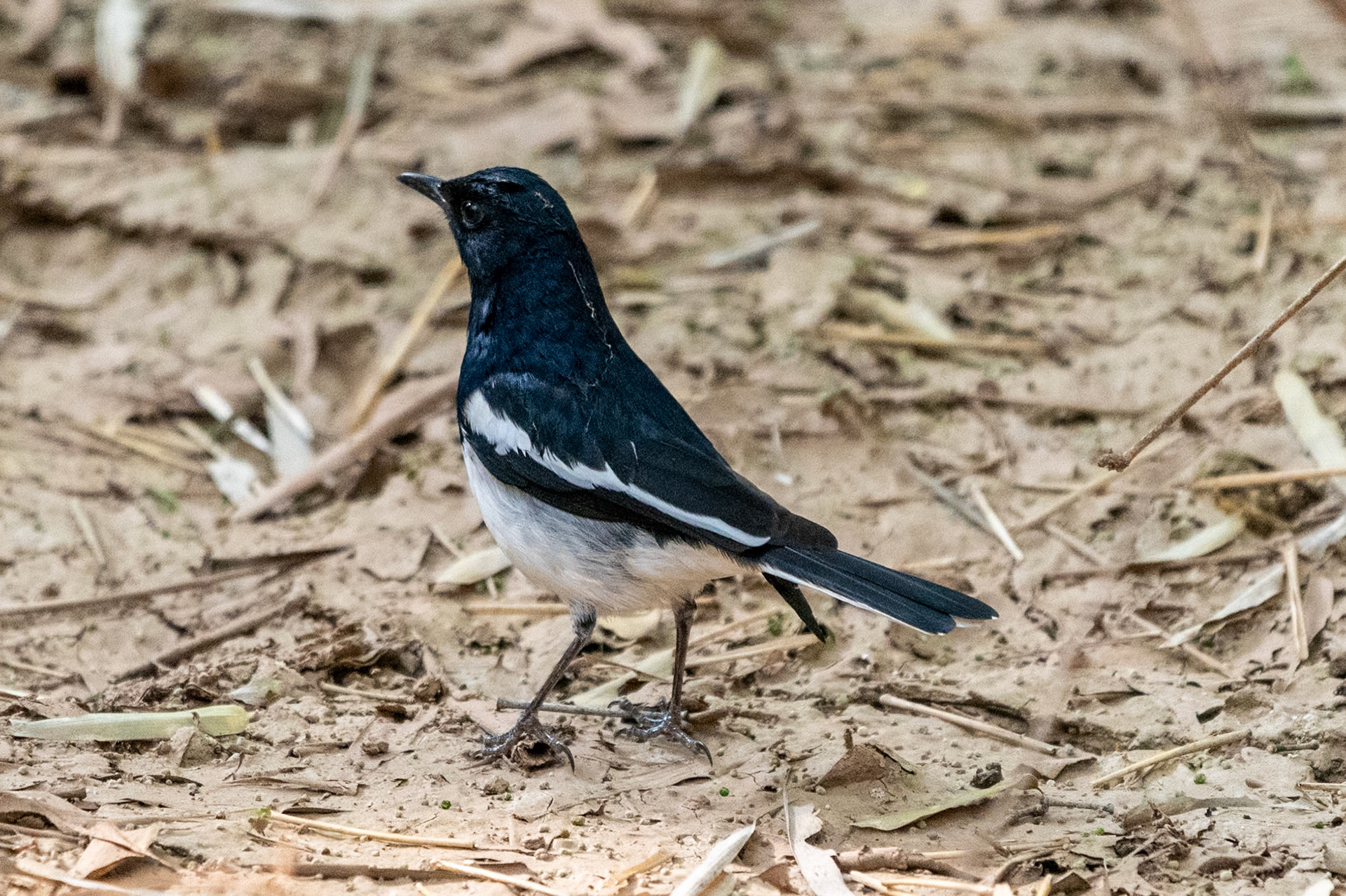 Oriental Magpie-Robin, Bandhavgarh
