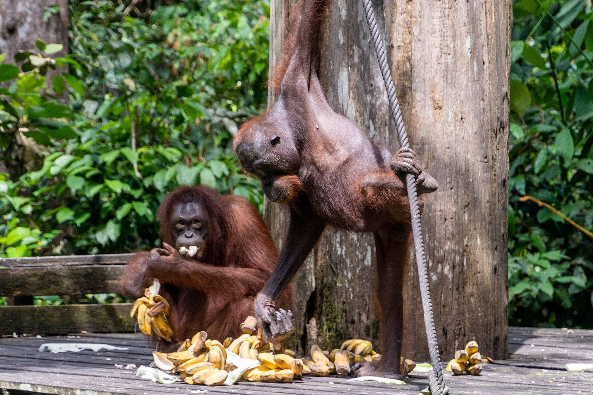 Orangutans, Sepilok Rehabilitation Centre, Malaysia
