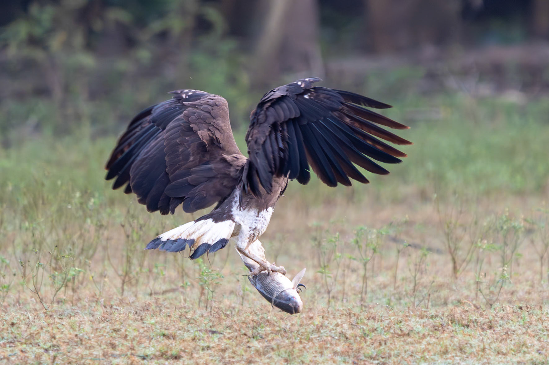 Grey-headed Fish-Eagle with large fish, Nagarahole