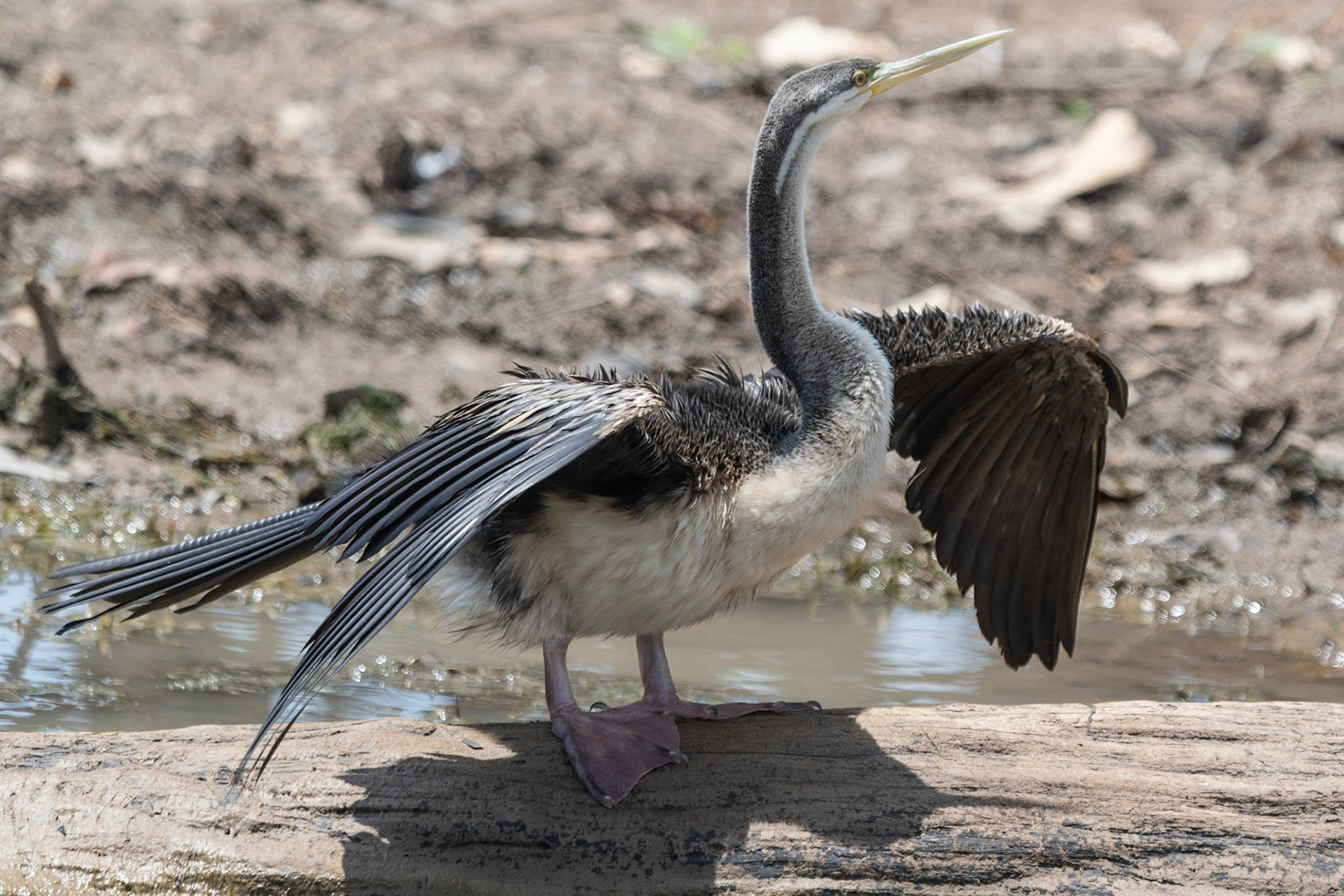 Australian Darter, Yellow Water Billabong, NT