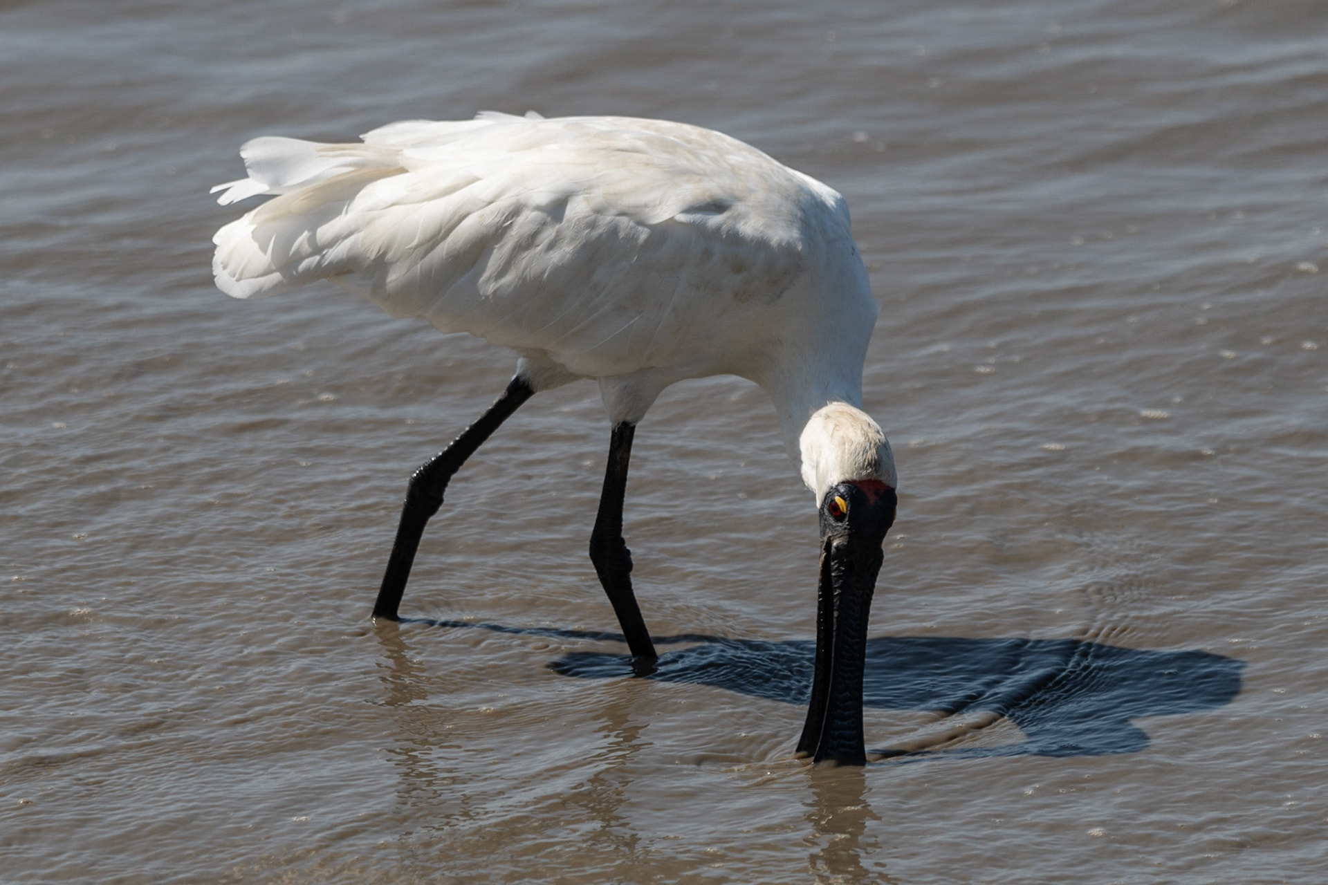 Royal Spoonbill, Cairns, Qld