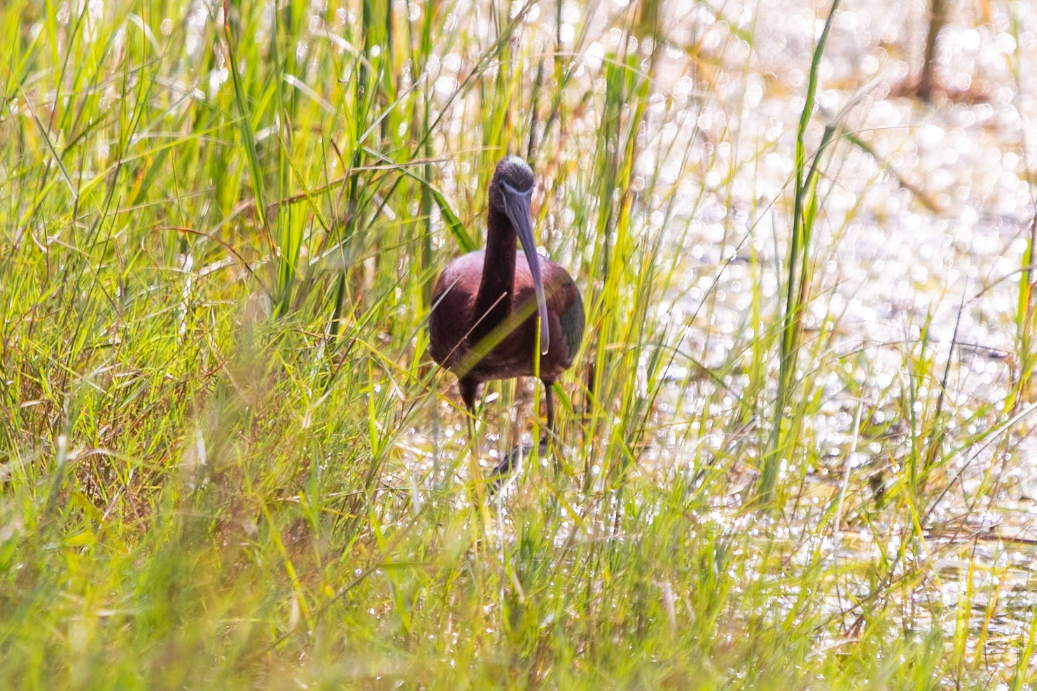 Glossy Ibis, en route to Mahabalipuram