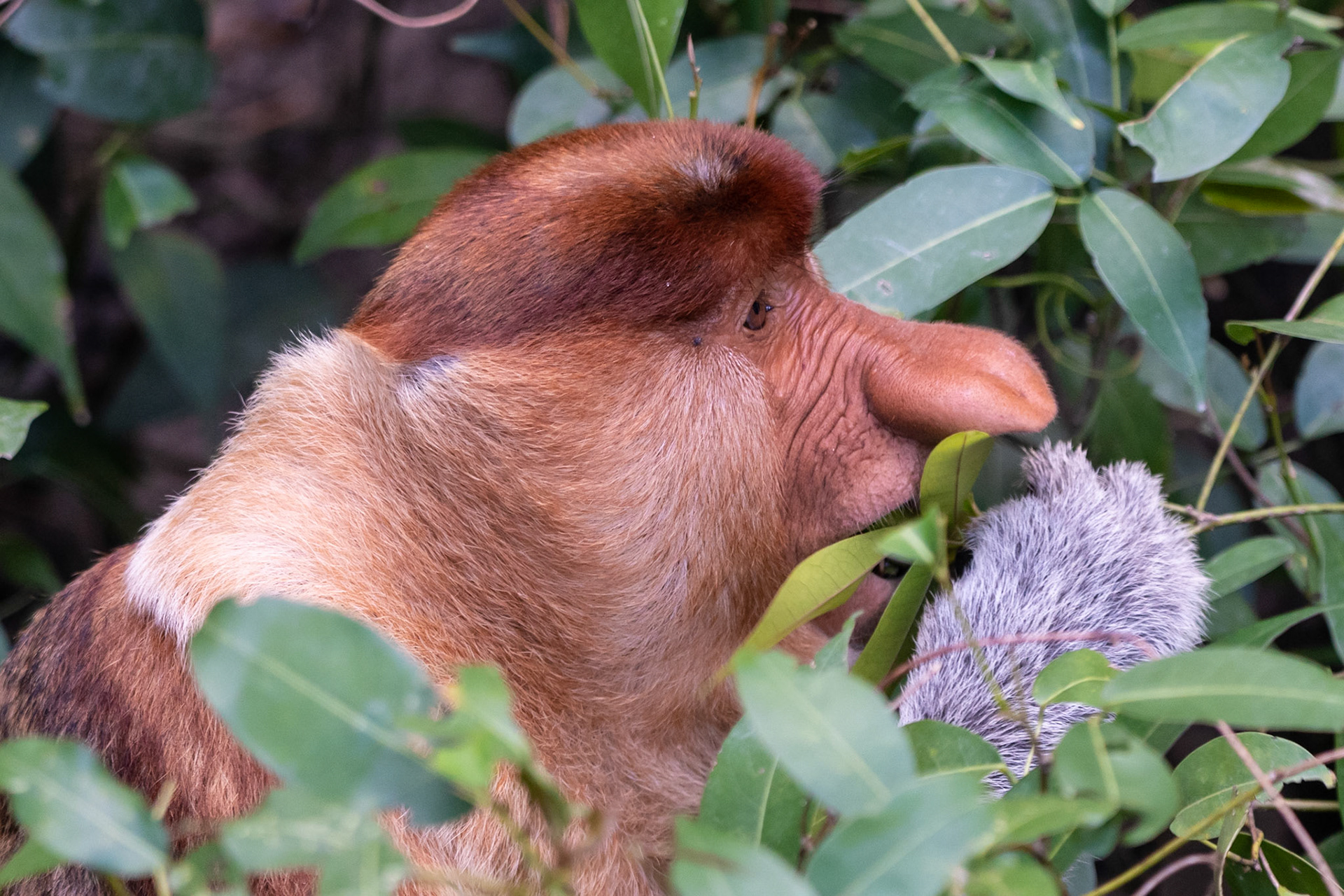Proboscis Monkey, Bako National Park, Malaysia