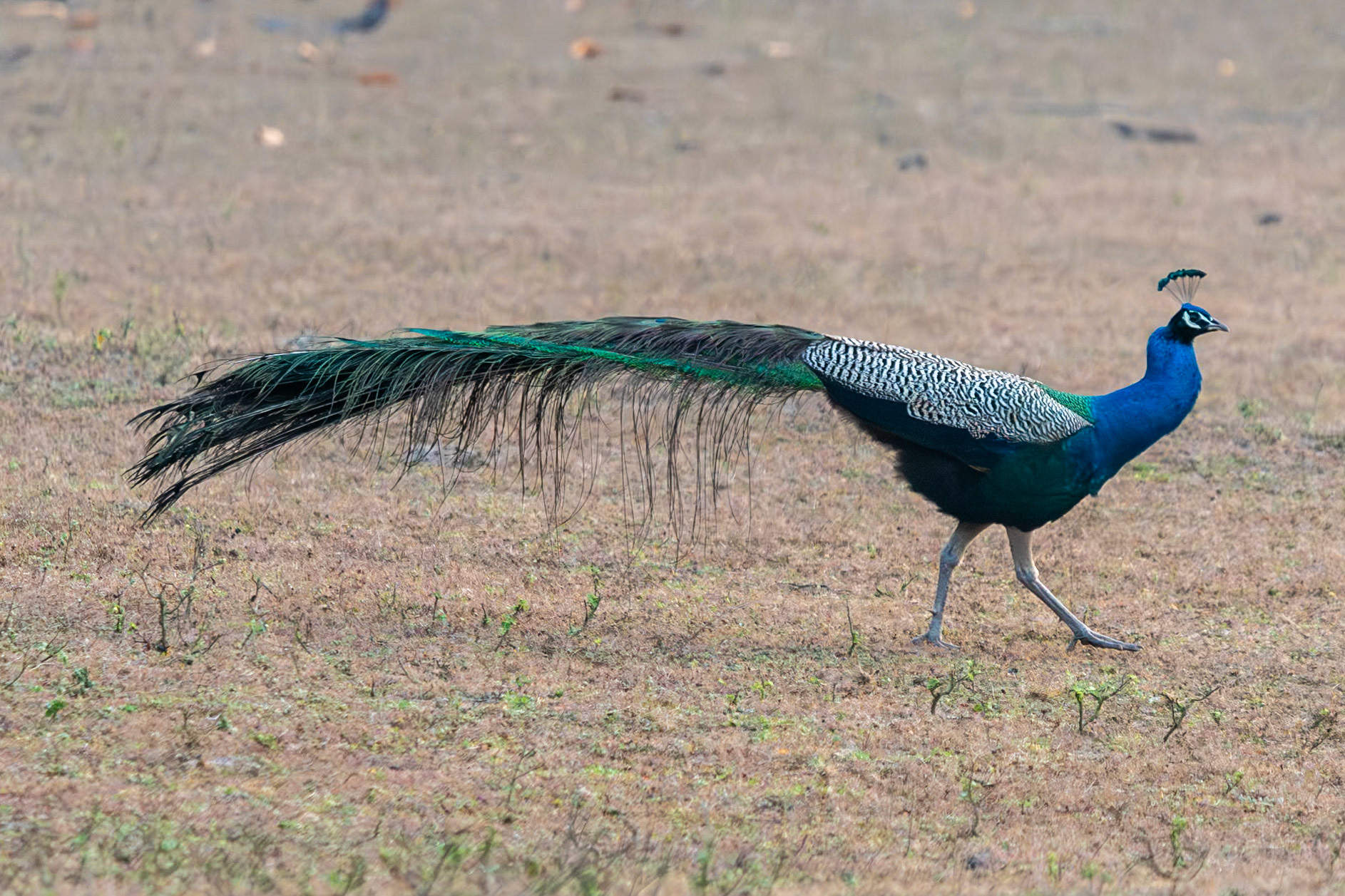 Peafowl (m), Bandhavgarh