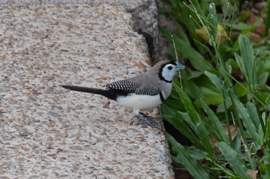 Double-barred Finch, Darwin, NT