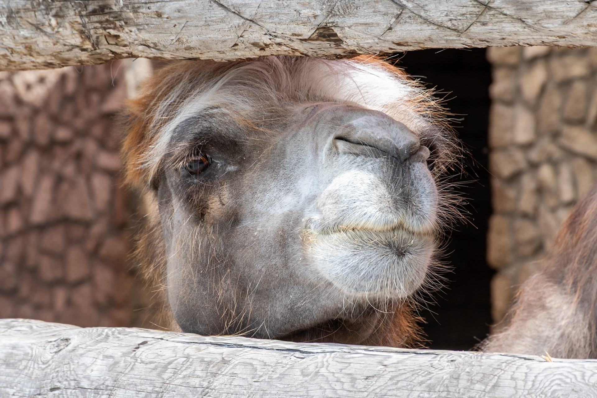 Bactrian camel, Ethnographic Museum, Qala