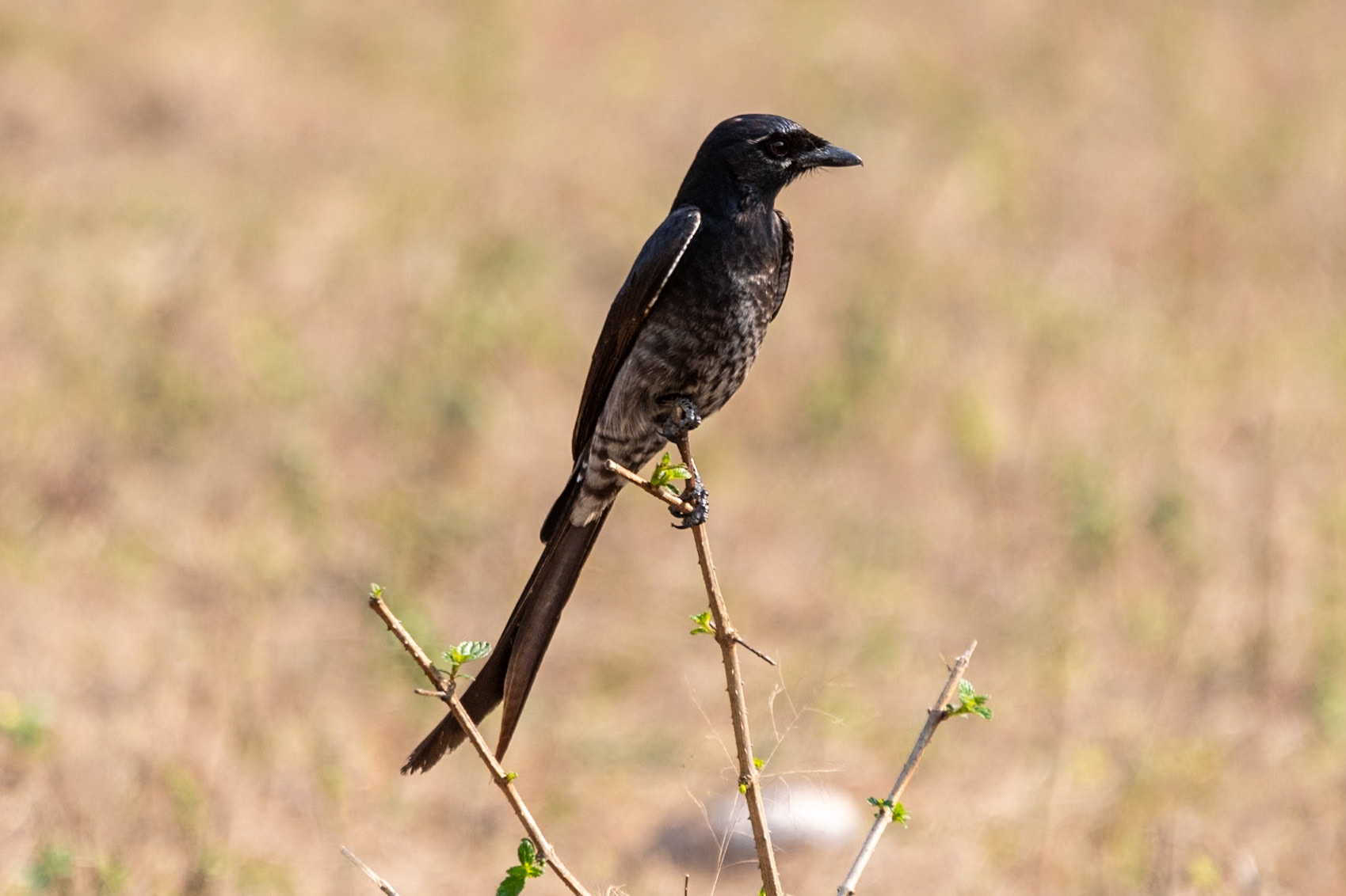 White-bellied Drongo, Bandhavgarh