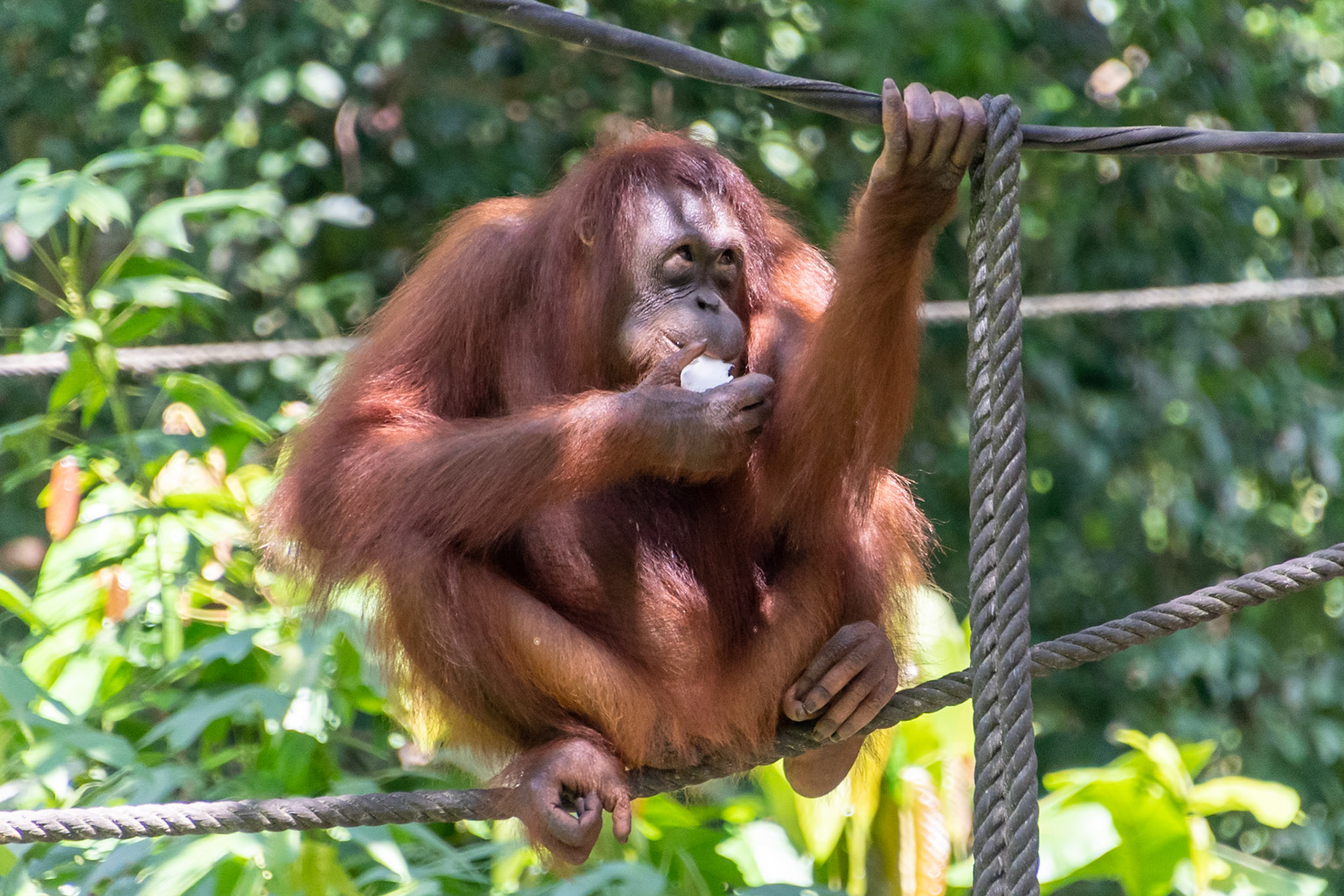 Orangutan, Sepilok Rehabilitation Centre, Malaysia