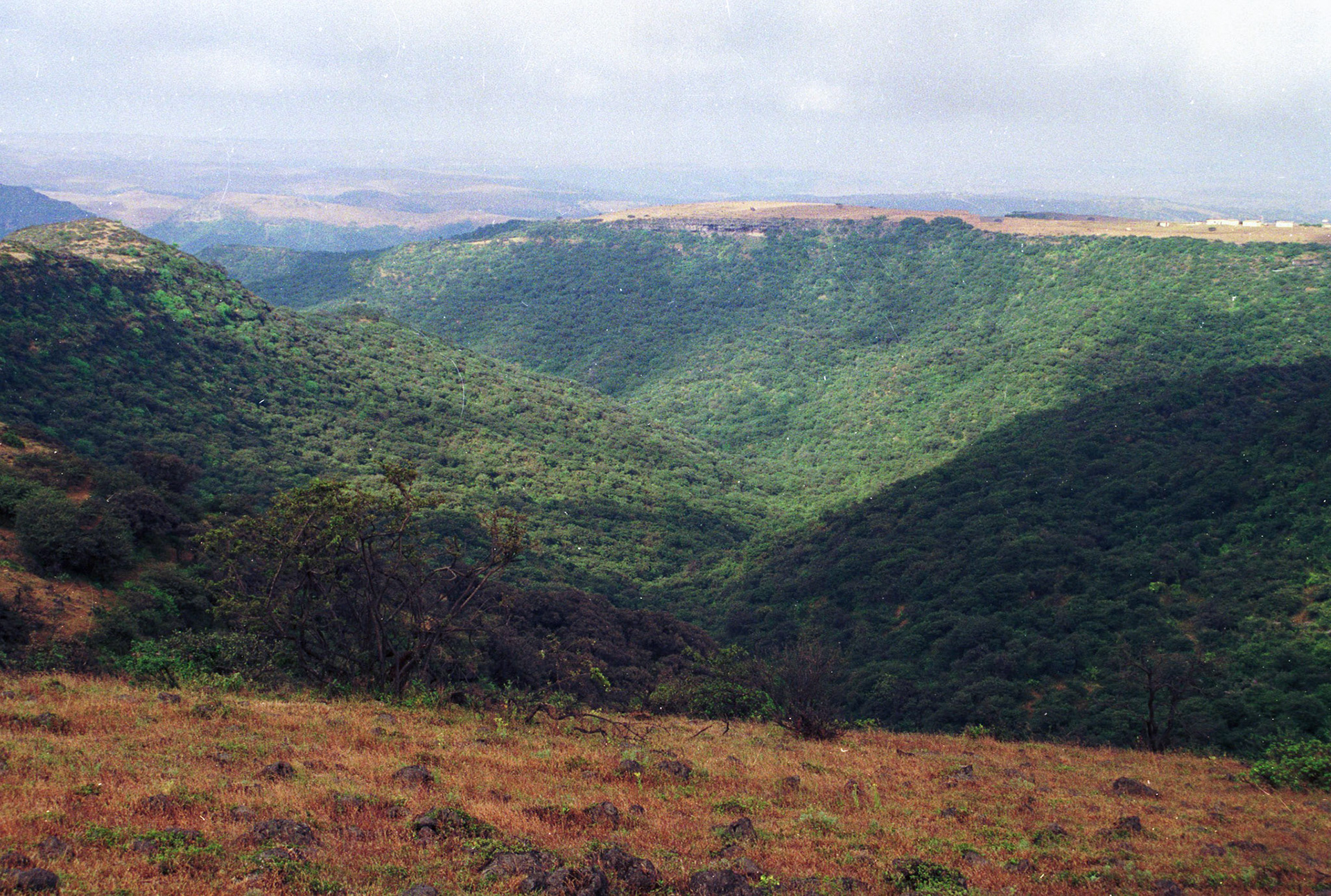 Green hills, Salalah