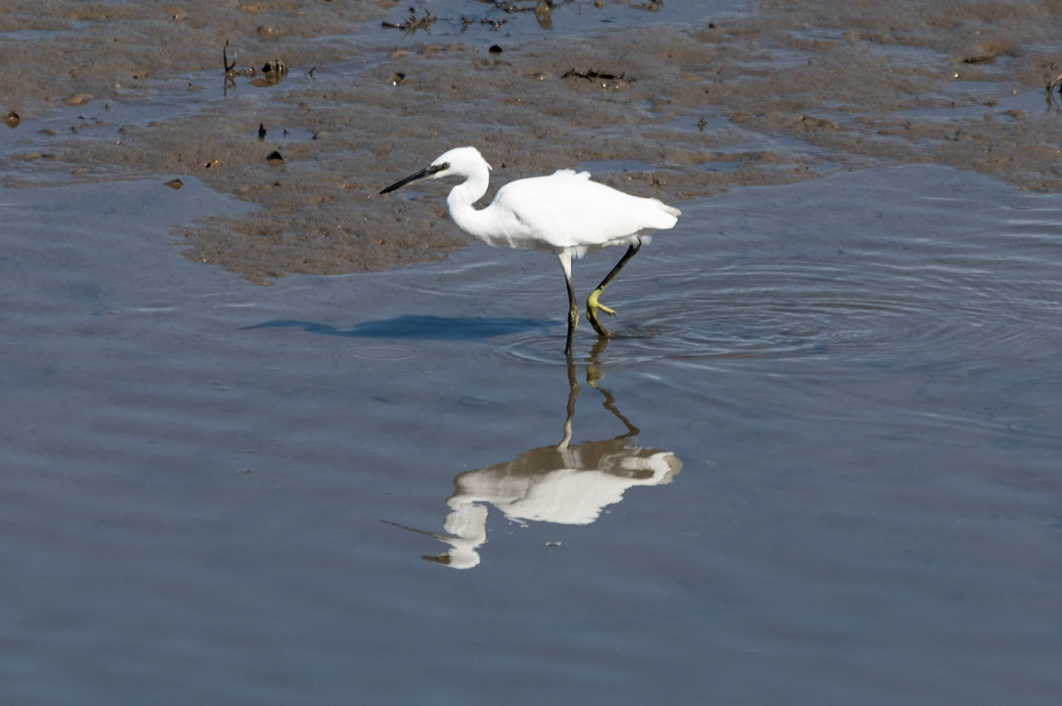 Little Egret, Bangor, United Kingdom