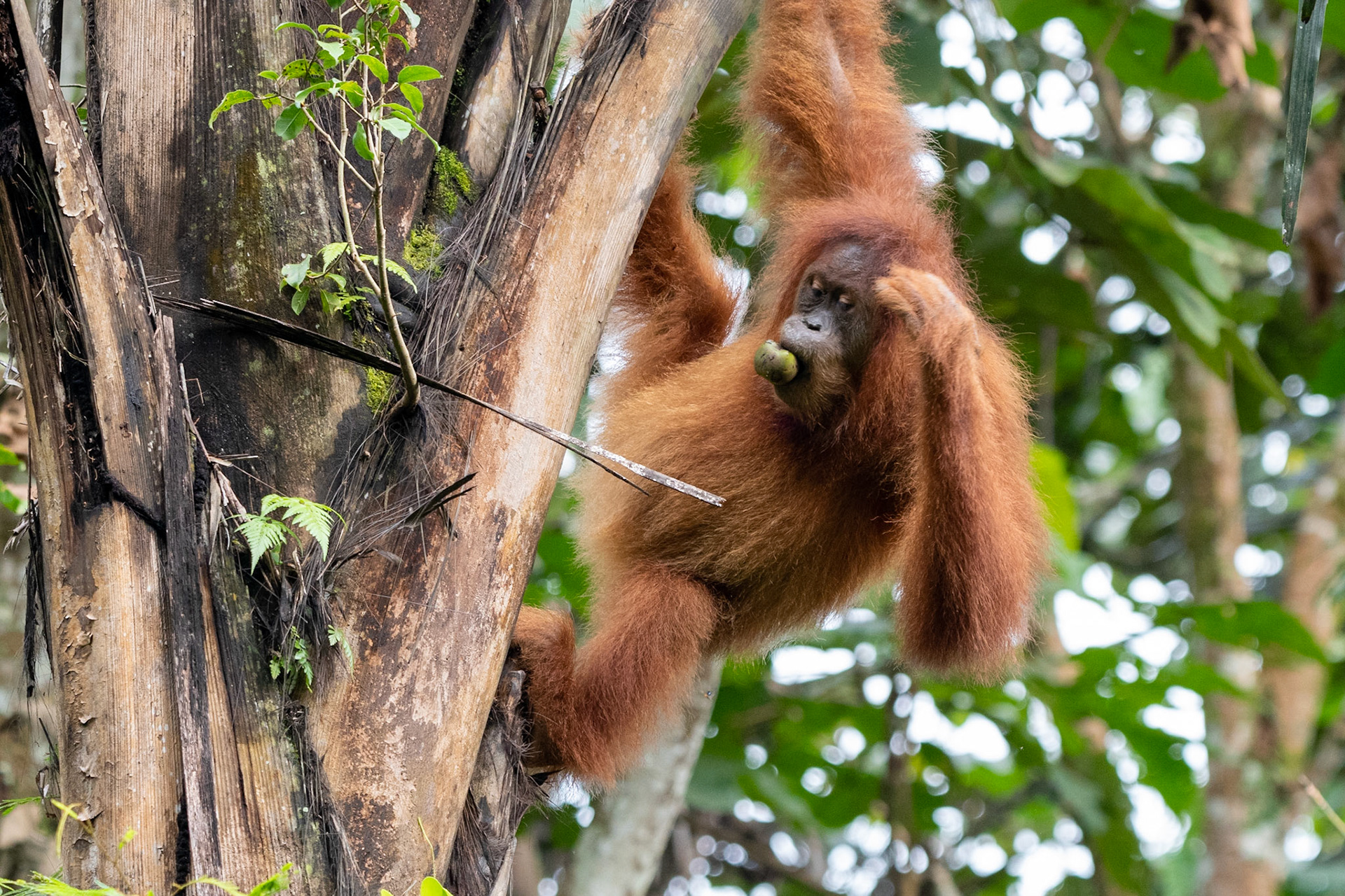 Orangutan, Bukit Lawang, Indonesia