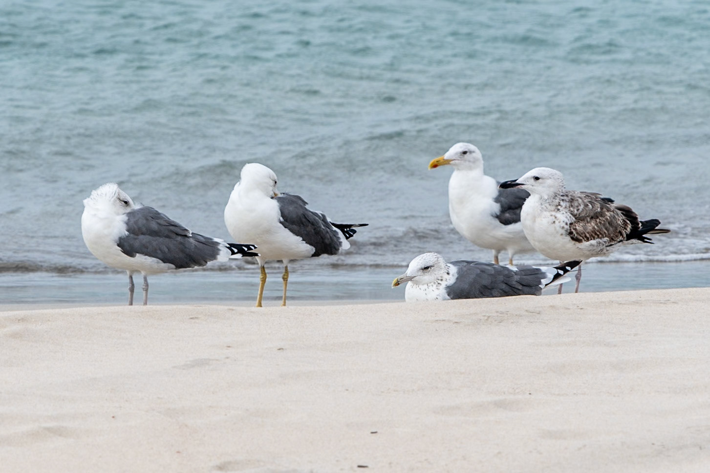 Yellow-legged Gulls, Mirbat