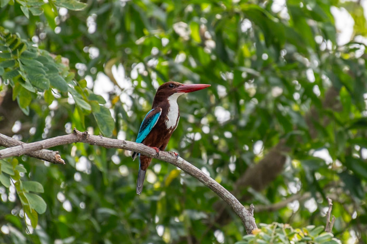 White-throated Kingfisher, Backwaters, Kochi