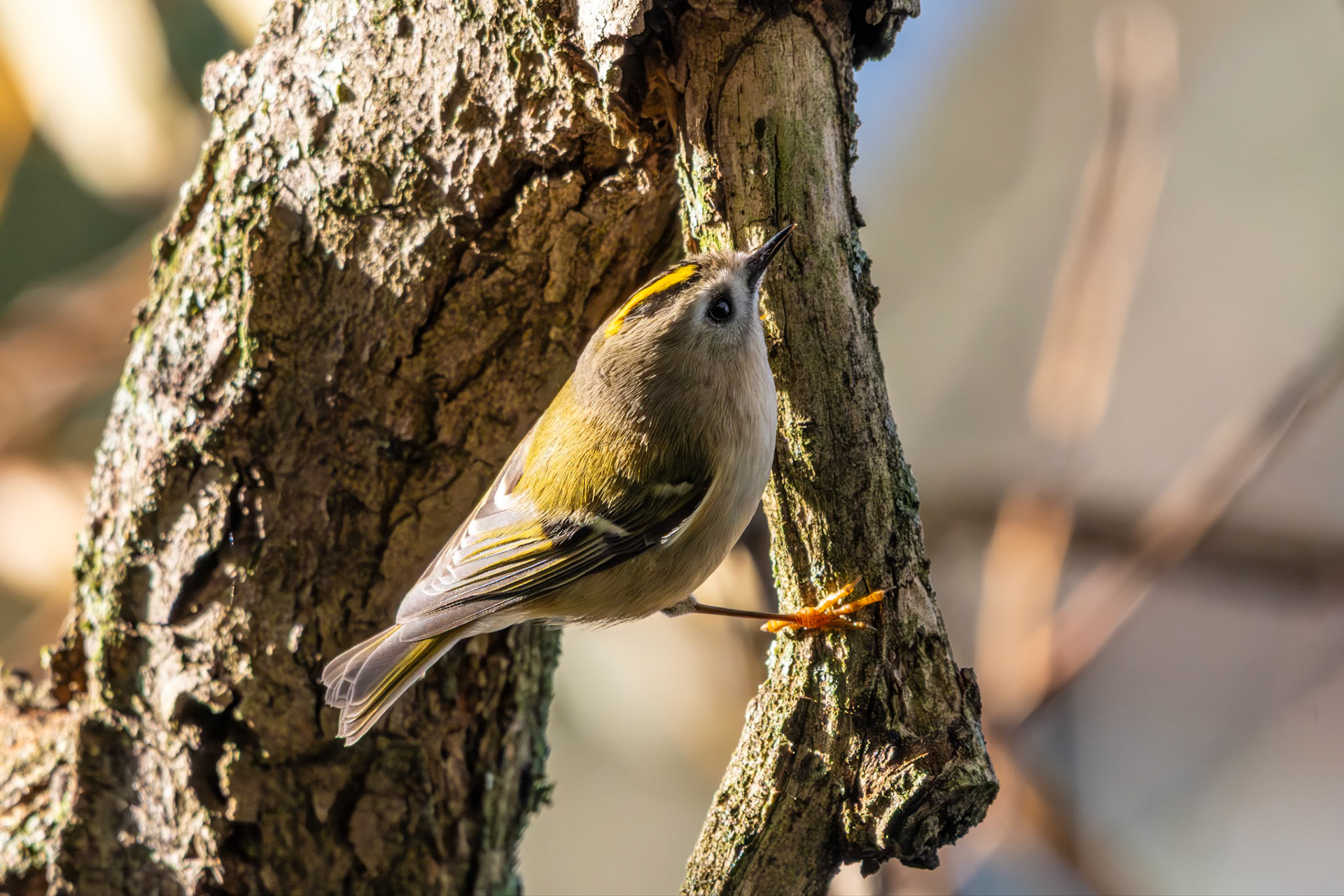 Goldcrest, Hogsmill Nature Reserve (runner-up RSPB photo competition)