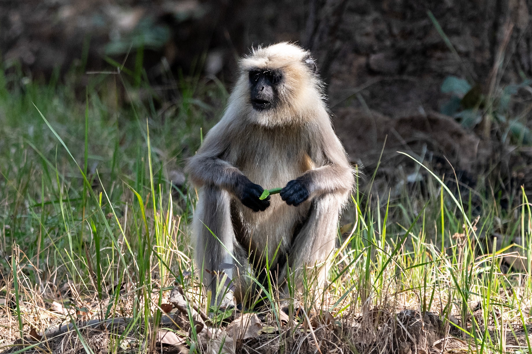 Gray Langur, Bandhavgarh, India
