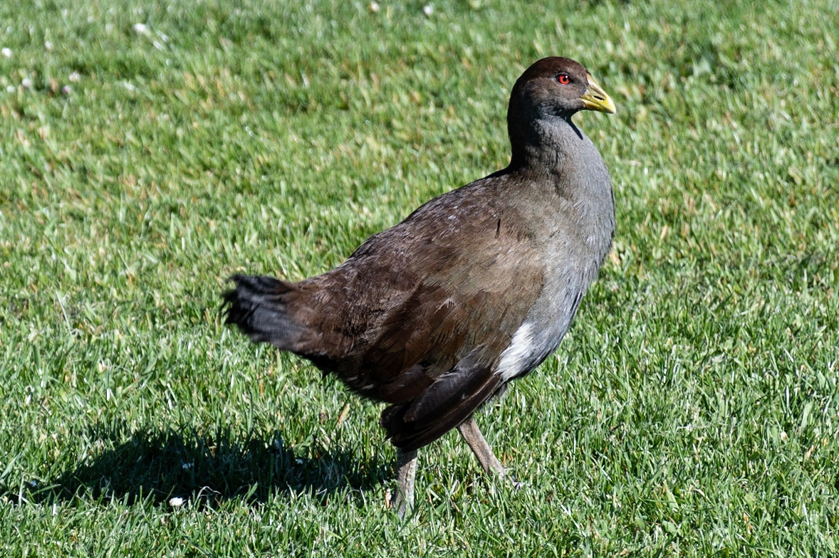Tasmanian Native Hen, Richmond, Tas