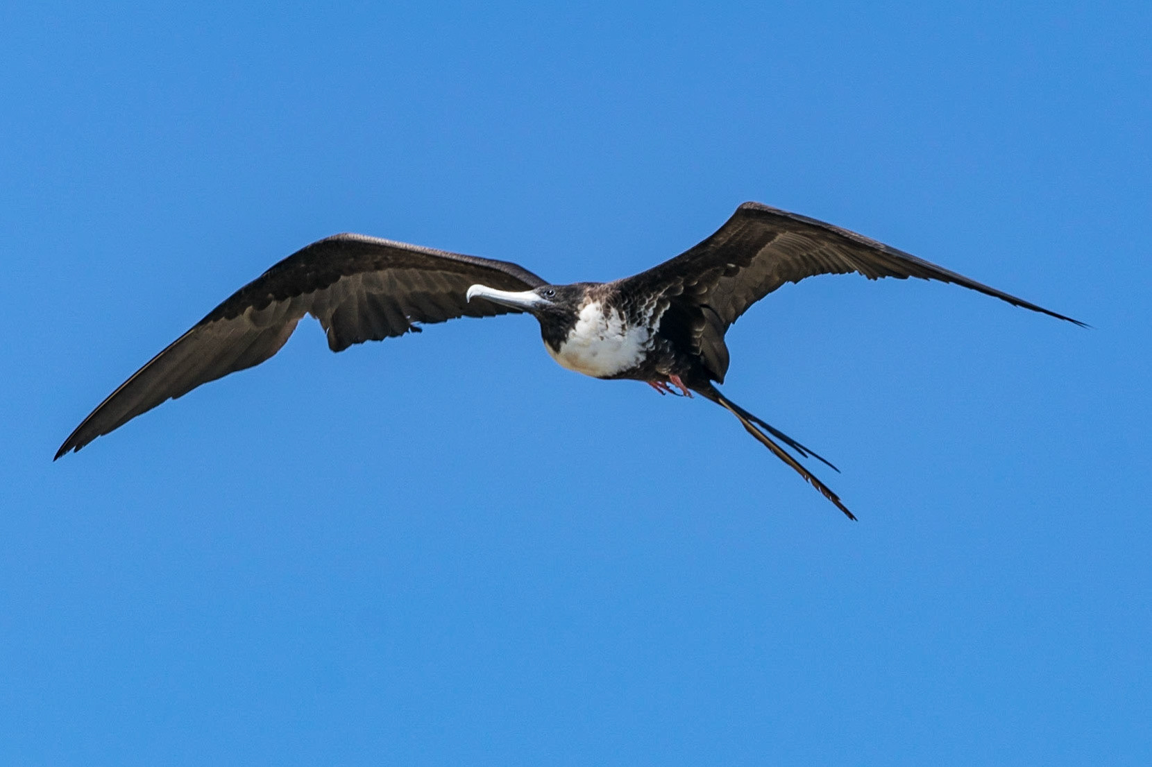 Frigate Bird (f), San Cristobal, Galapagos, Ecuador