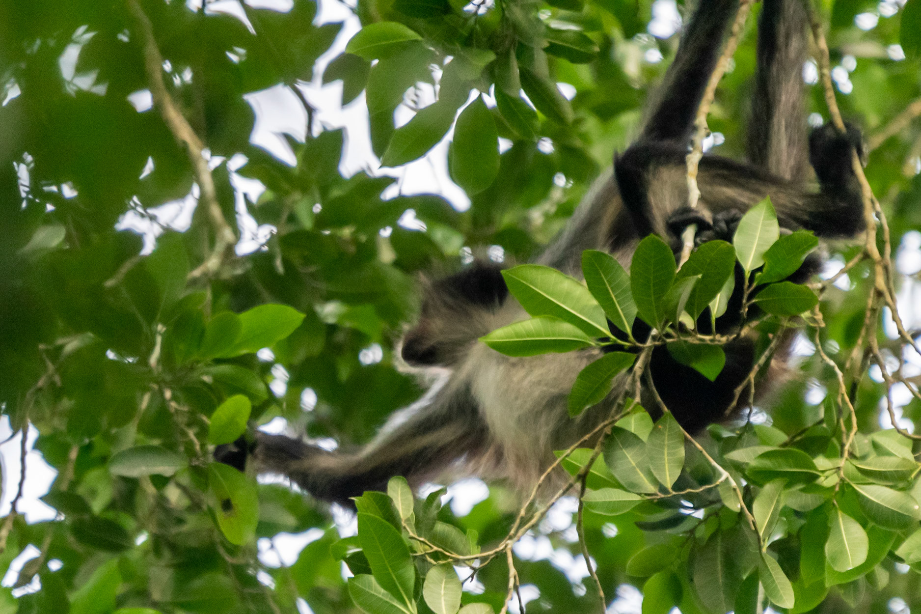 Geoffrey's Spider Monkey, Tikal, Guatemala