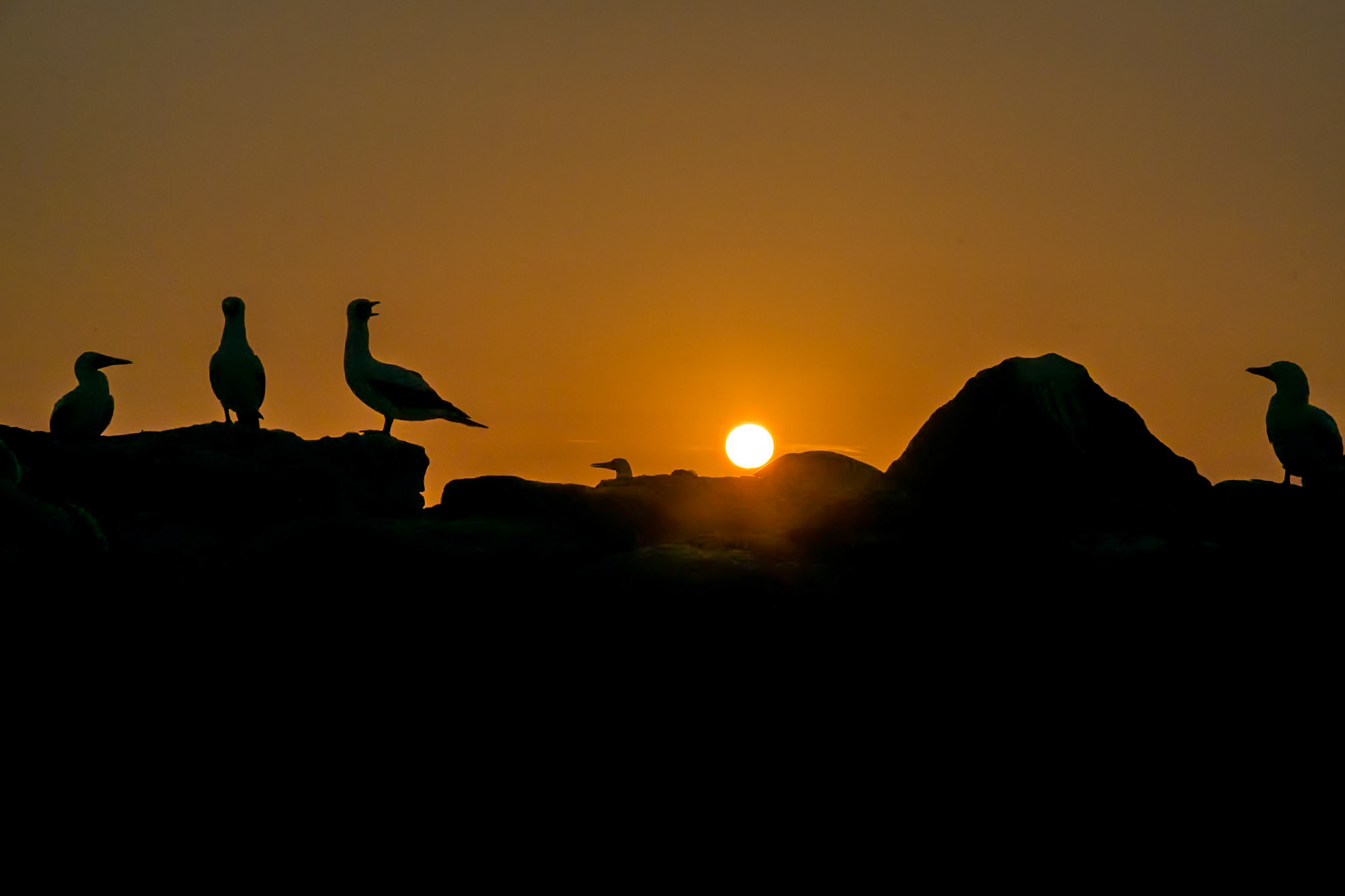 Nazca boobies at sunset, Espanola, Ecuador