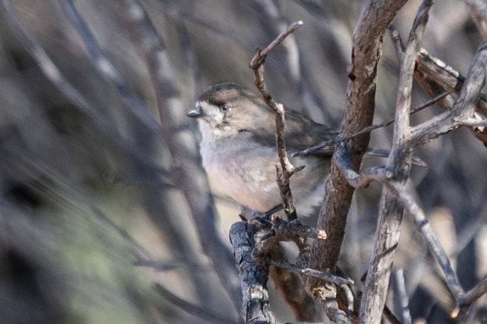 Jacky Winter, Flinders Ranges, SA