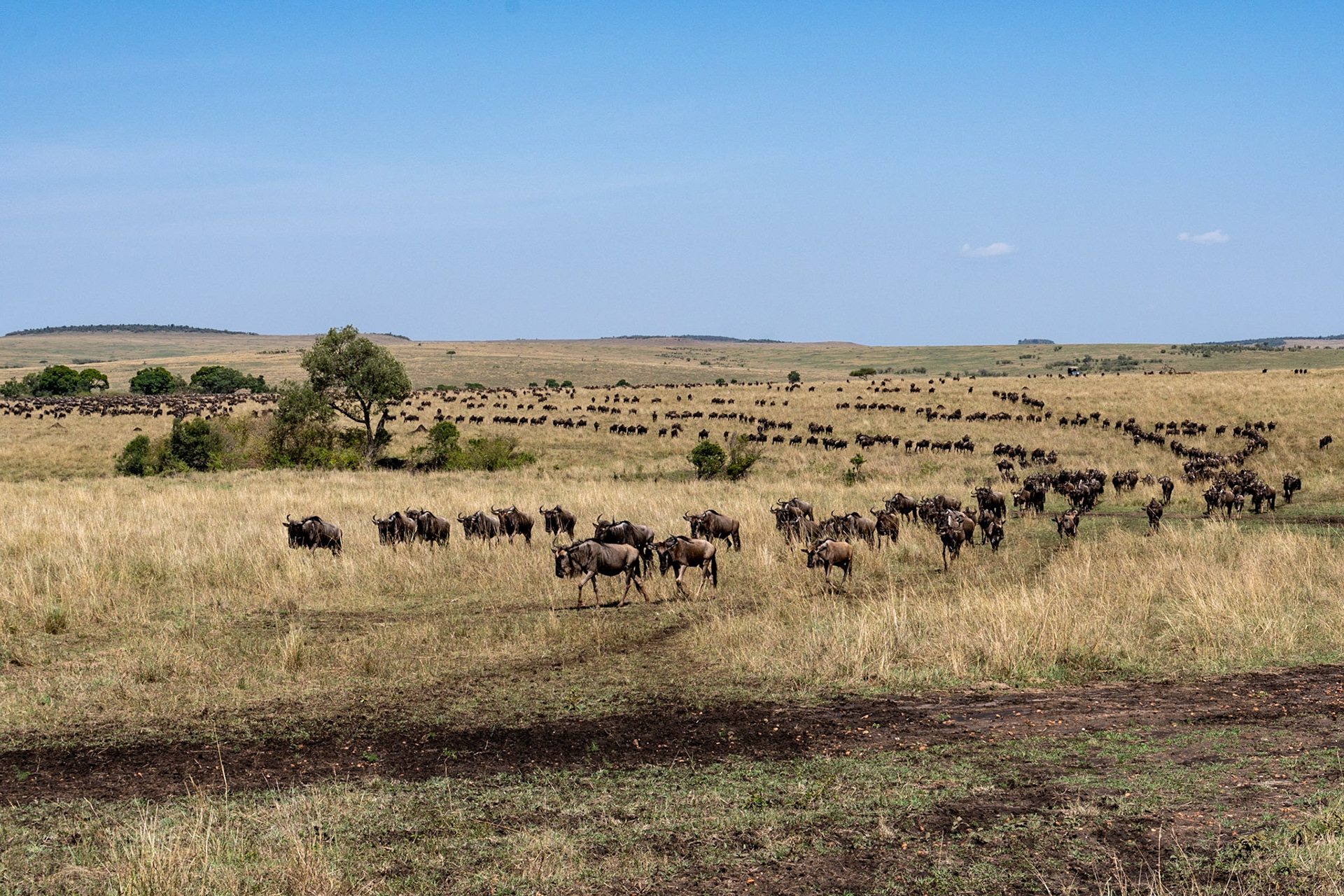 Wildebeests after crossing Mara River, Maasai Mara