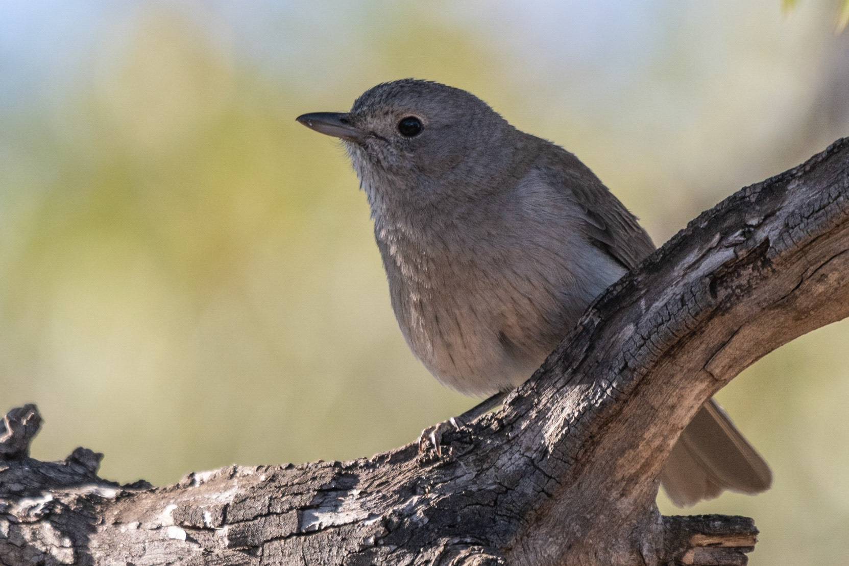Grey Shrike-Thrush, Flinders Ranges, SA