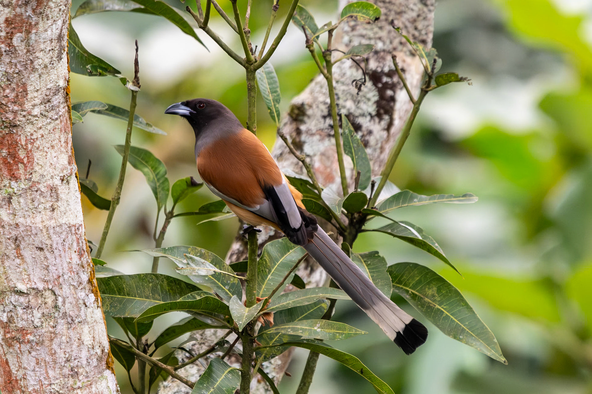Rufous Treepie, Thekkady