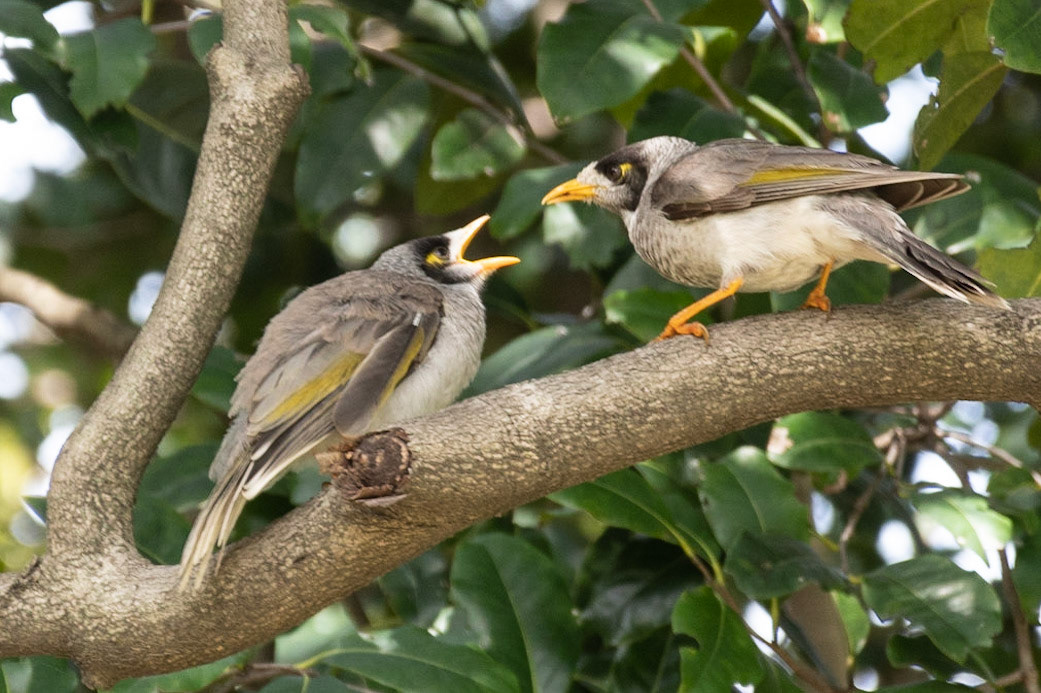 Yellow-throated Miner, Sydney, NSW
