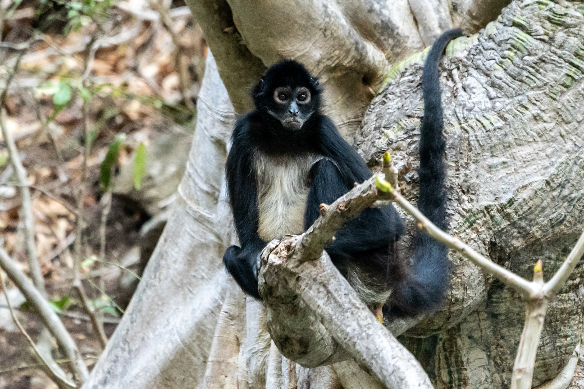 Mexican Spider Monkey, Sumidero Canyon, Mexico