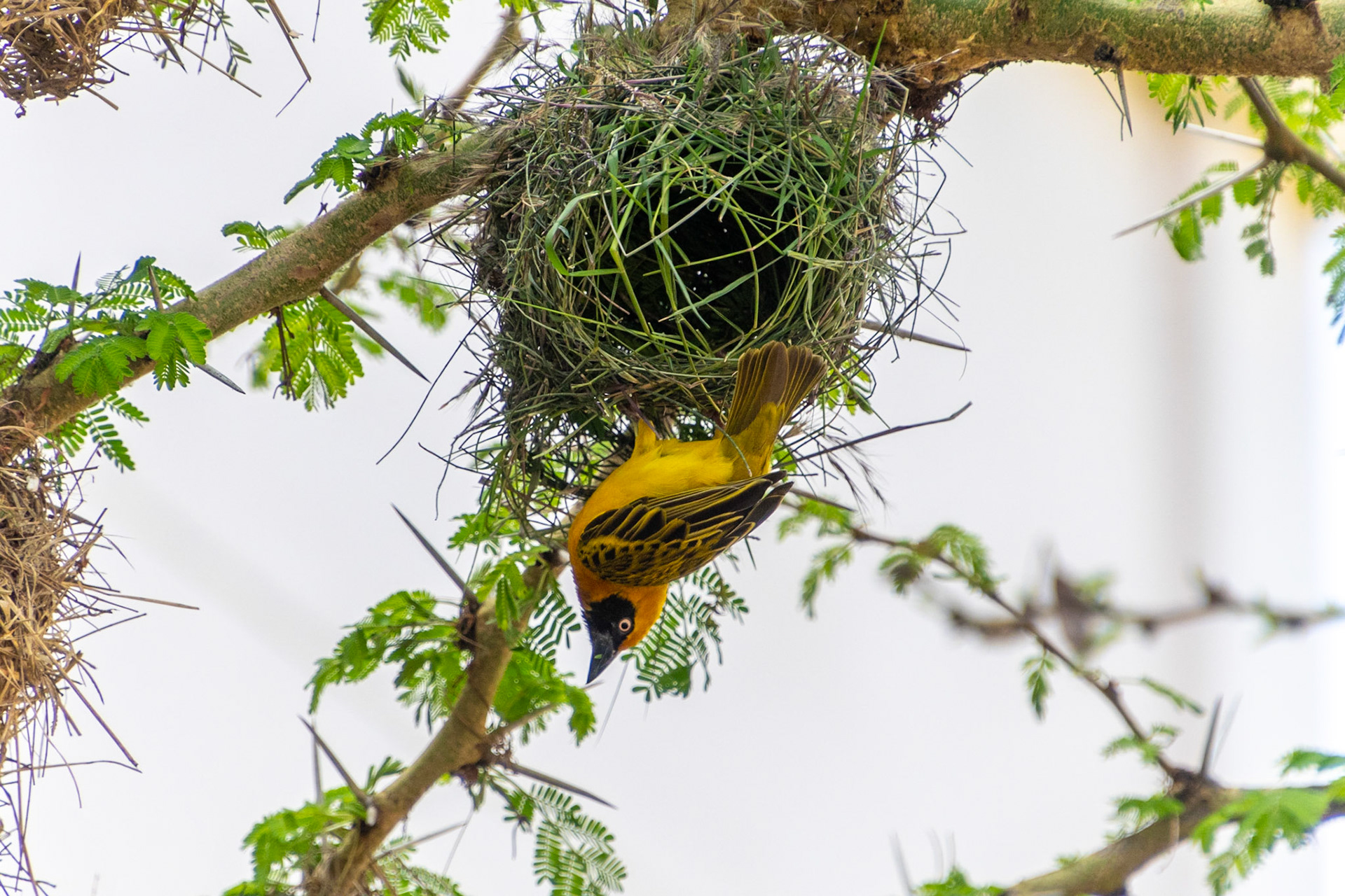 Speke's Weaver Bird, Lake Naivasha