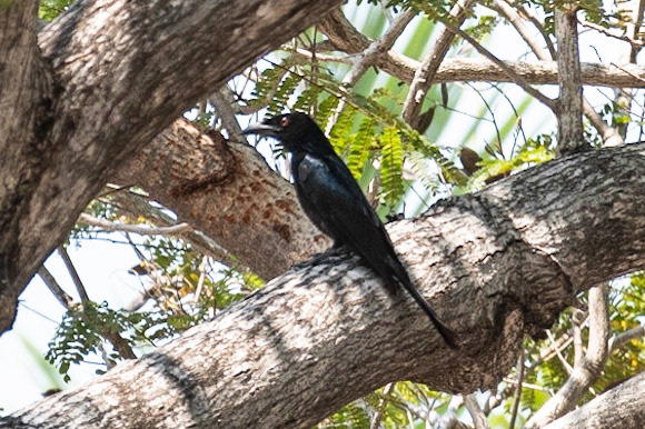 Spangled Drongo, Darwin, NT